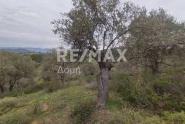 Agricultural 6579 sq.m for sale