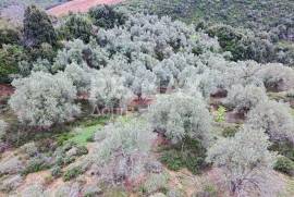 Agricultural 6579 sq.m for sale