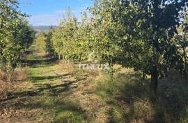 Farm with 7 ha in Gouviães – Tarouca (Viseu) Farm with 7 ha in Gouviães – Tarouca (Viseu)