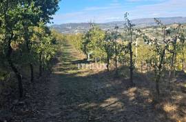 Farm with 7 ha in Gouviães – Tarouca (Viseu) Farm with 7 ha in Gouviães – Tarouca (Viseu)