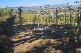 Farm with 7 ha in Gouviães – Tarouca (Viseu) Farm with 7 ha in Gouviães – Tarouca (Viseu)