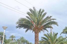 Sale of Casa de Campo (Elche).