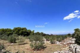 Agricultural land - landscaped olive grove of 3683 m2 - Ugljan, island of Ugljan