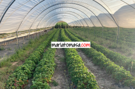 Farm dedicated to the cultivation of strawberries and tomatoes for sale next to the town of Mendoza