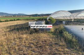 Farm dedicated to the cultivation of strawberries and tomatoes for sale next to the town of Mendoza