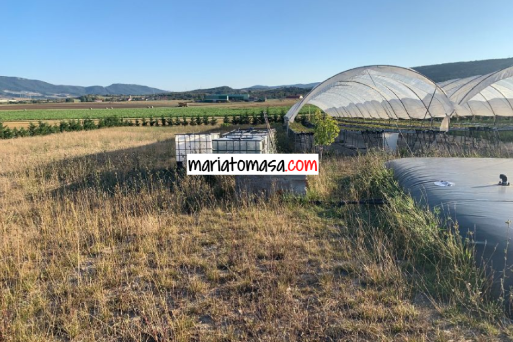Farm dedicated to the cultivation of strawberries and tomatoes for sale next to the town of Mendoza