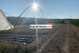 Farm dedicated to the cultivation of strawberries and tomatoes for sale next to the town of Mendoza