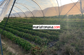 Farm dedicated to the cultivation of strawberries and tomatoes for sale next to the town of Mendoza