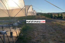 Farm dedicated to the cultivation of strawberries and tomatoes for sale next to the town of Mendoza