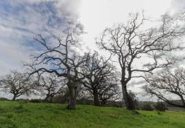 Land of 63,900 m2 with 2 ruins, well and stream