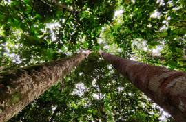 Excellent 12 Bed Permaculture Ecological Finca Sumaj Kawsay for Sale In San Vicente de Huaticocha