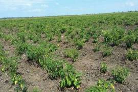 Excellent Plot of land for sale in Salima Malawi