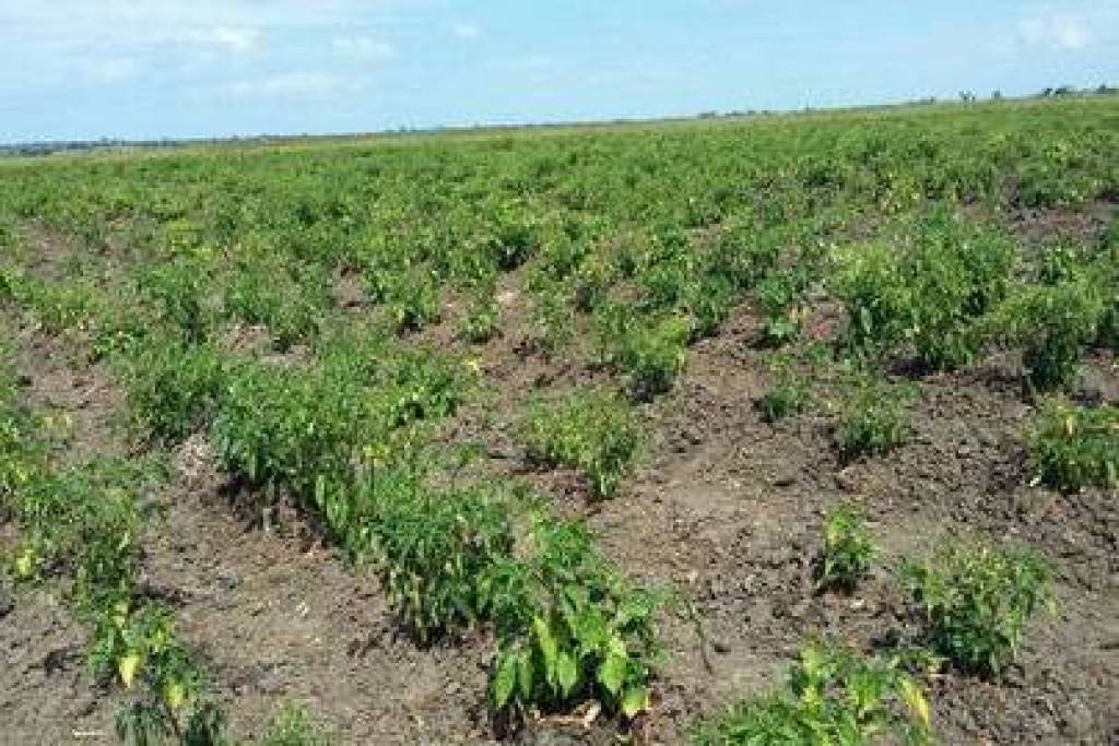 Excellent Plot of land for sale in Salima Malawi