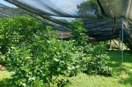 Serenity Ranch Avocado Farm: Countryside Agricultural Land For Sale in La Cruz