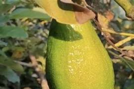 Serenity Ranch Avocado Farm: Countryside Agricultural Land For Sale in La Cruz