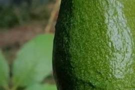 Serenity Ranch Avocado Farm: Countryside Agricultural Land For Sale in La Cruz