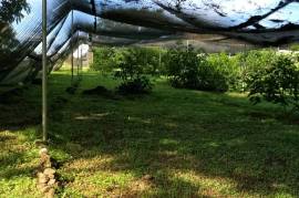 Serenity Ranch Avocado Farm: Countryside Agricultural Land For Sale in La Cruz