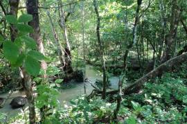 Serenity Ranch Avocado Farm: Countryside Agricultural Land For Sale in La Cruz