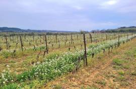 A Hobby Or Change Of Life? 10 Hectares 60 Of Vines On The Same Site, Offering Different Grape Varieties.
