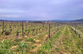 A Hobby Or Change Of Life? 10 Hectares 60 Of Vines On The Same Site, Offering Different Grape Varieties.