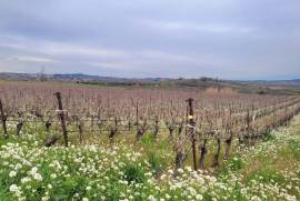 10 Hectares of Grape Vines