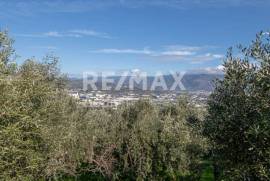 Agricultural 7438 sq.m for sale Agricultural 7438 sq.m for sale