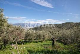 Agricultural 7438 sq.m for sale Agricultural 7438 sq.m for sale