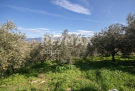 Agricultural 7438 sq.m for sale Agricultural 7438 sq.m for sale