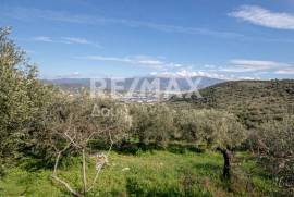 Agricultural 7438 sq.m for sale Agricultural 7438 sq.m for sale