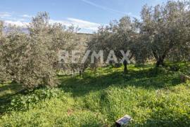 Agricultural 7438 sq.m for sale Agricultural 7438 sq.m for sale