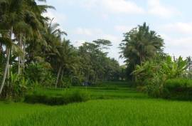 Luxury 5 Bed Amori Villas For Sale In Ubud Bali Indonesia Luxury 5 Bed Amori Villas For Sale In Ubud Bali Indonesia