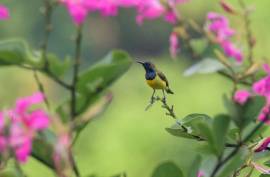 Luxury 5 Bed Amori Villas For Sale In Ubud Bali Indonesia Luxury 5 Bed Amori Villas For Sale In Ubud Bali Indonesia