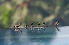 Luxury 5 Bed Amori Villas For Sale In Ubud Bali Indonesia Luxury 5 Bed Amori Villas For Sale In Ubud Bali Indonesia