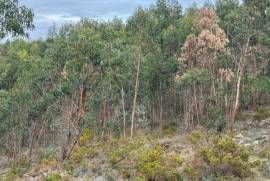 Terreno Rústico em Ramalhal a 10 minutos de Torres Vedras