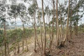 Terreno Rústico em Ramalhal a 10 minutos de Torres Vedras