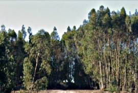 Terreno Rústico em Ramalhal a 10 minutos de Torres Vedras