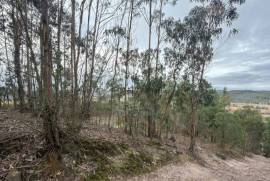 Terreno Rústico em Ramalhal a 10 minutos de Torres Vedras