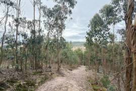 Terreno Rústico em Ramalhal a 10 minutos de Torres Vedras