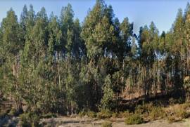 Terreno Rústico em Ramalhal a 10 minutos de Torres Vedras