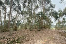 Terreno Rústico em Ramalhal a 10 minutos de Torres Vedras