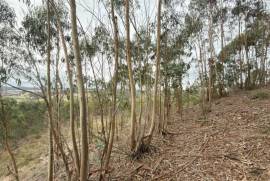 Terreno Rústico em Ramalhal a 10 minutos de Torres Vedras