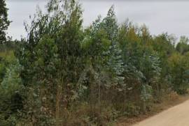 Terreno Rústico em Vale Fontainhas a 40 minutos de Lisboa