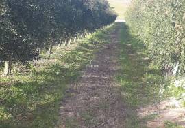 Land with 18.47 ha in Alforzemel – Ideal for Rural Tourism, Housing or Agricultural Project