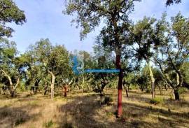 Estate with cork oak forest of excellence located in Grândola