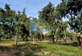 Estate with cork oak forest of excellence located in Grândola