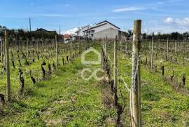 Land Viseu
