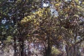 Excellent Farm Estate For Sale In Santa Comba Dao Viseu Portugal