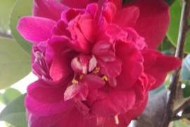 Excellent Farm Estate For Sale In Santa Comba Dao Viseu Portugal