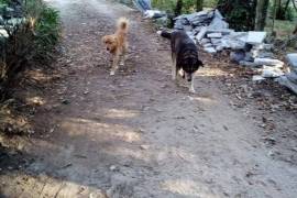 Excellent Farm Estate For Sale In Santa Comba Dao Viseu Portugal