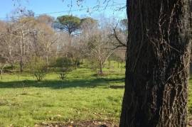 Excellent Farm Estate For Sale In Santa Comba Dao Viseu Portugal